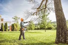 Professional Tree Removal and Landscaping Services in Mcfarland, CA